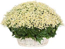 Цветочная композиция из Ромашки в корзине #REPLACE_PRED# Кикерино